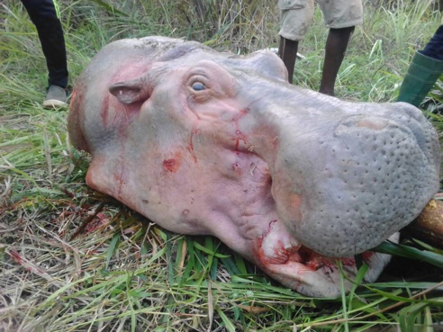 Chasse illicite aux hippopotames avec arme à feu : deux braconniers béninois déférés en prison Chasse illicite aux hippopotames avec arme à feu : deux braconniers béninois déférés en prison