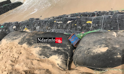 GOXU  MBACC : Reprise des travaux de la digue. L’ouvrage gravement endommagé (Photos) GOXU  MBACC : Reprise des travaux de la digue. L’ouvrage gravement endommagé (Photos)