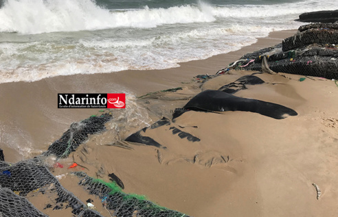 GOXU  MBACC : Reprise des travaux de la digue. L’ouvrage gravement endommagé (Photos) GOXU  MBACC : Reprise des travaux de la digue. L’ouvrage gravement endommagé (Photos)