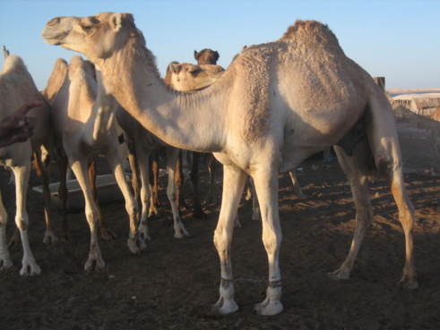 Saint-Louis : Ouverture d'une rencontre sur la connaissance et l’harmonisation des textes sur la transhumance frontalière Saint-Louis : Ouverture d'une rencontre sur la connaissance et l’harmonisation des textes sur la transhumance frontalière