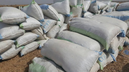 Appui aux éleveurs de Ronkh et Gnith : des pailles d'arachide offertes au bétail ( Photos) Appui aux éleveurs de Ronkh et Gnith : des pailles d'arachide offertes au bétail ( Photos)