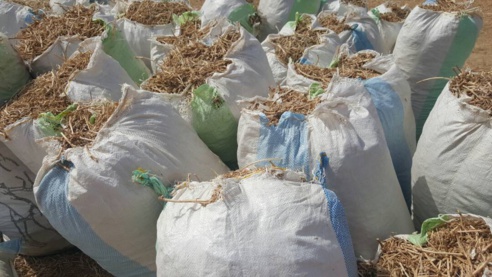 Appui aux éleveurs de Ronkh et Gnith : des pailles d'arachide offertes au bétail ( Photos) Appui aux éleveurs de Ronkh et Gnith : des pailles d'arachide offertes au bétail ( Photos)