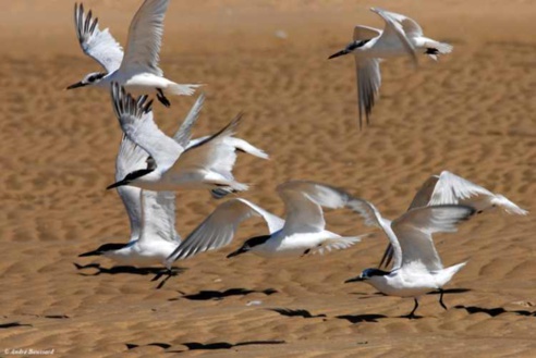 Mauritanie : création d’un Festival international sur le patrimoine d’une réserve côtière