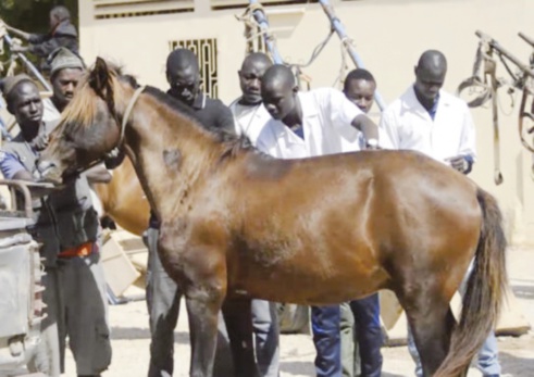 Commune de Saint-louis : Le défi du déparasitage des animaux domestiques Commune de Saint-louis : Le défi du déparasitage des animaux domestiques