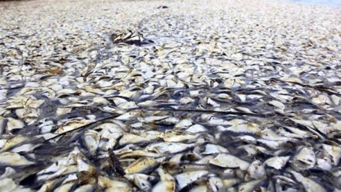 Ruée des compagnies pétrolières et gazières vers le bassin offshore Sénégalais : quels risques sur la pêche artisanale ? Ruée des compagnies pétrolières et gazières vers le bassin offshore Sénégalais : quels risques sur la pêche artisanale ?