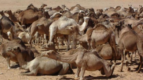 Transhumance du cheptel mauritanien au Sénégal : Macky SALL envoie un émissaire à Ould Abdel Aziz Transhumance du cheptel mauritanien au Sénégal : Macky SALL envoie un émissaire à Ould Abdel Aziz