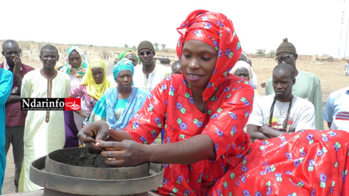 ​Sénégal : Le typha chauffe les marmites dans le Walo