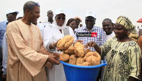 Partenariat « Investisseurs–Petits producteurs » : À GNITH, l’opération pilote du PDIDAS, suscite des espoirs (vidéo) Partenariat « Investisseurs–Petits producteurs » : À GNITH, l’opération pilote du PDIDAS, suscite des espoirs (vidéo)