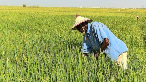RIZ : la production peut passer de 455 mille tonnes a 875 mille tonnes d’ici 2020 (SAED) RIZ : la production peut passer de 455 mille tonnes a 875 mille tonnes d’ici 2020 (SAED)
