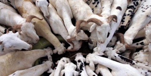 Tabaski 2018 : Risque de hausse des prix du mouton