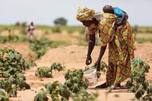 Riposte contre l’insécurité alimentaire : le Sénégal peine à trouver 1 milliard pour son plan d’urgence