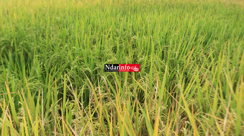 Campagne agricole 2018/2019 dans la vallée : La récolte du paddy a démarré Campagne agricole 2018/2019 dans la vallée : La récolte du paddy a démarré