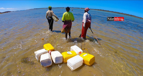 GANDIOL : Oumar GUEYE remet des équipements et financements aux « Sirènes », lundi (vidéo) GANDIOL : Oumar GUEYE remet des équipements et financements aux « Sirènes », lundi (vidéo)