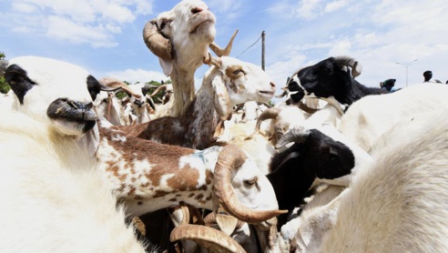 Tabaski 2018 : 350 000 moutons en provenance de la Mauritanie pour ravitailler le marché Tabaski 2018 : 350 000 moutons en provenance de la Mauritanie pour ravitailler le marché
