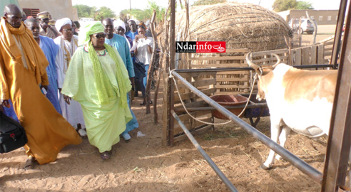 TVA SUR LE LAIT – MINI-FERMES LAITIÈRES DE LA LDB : Aminata Mbengue NDIAYE apprécie les grands enjeux de son secteur à DAGANA (vidéo)