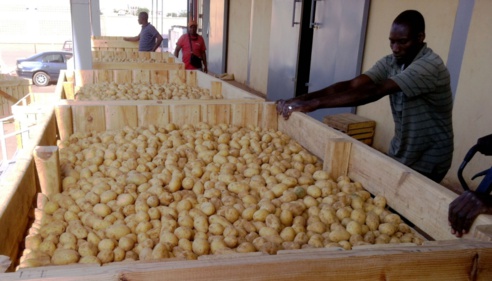 Il n’y a pas de pénurie de pomme de terre au Sénégal, assure le directeur de l’ARM