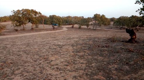 Litige Foncier : Les habitants de DIAMA dénoncent l’accaparement de leurs terres par le maire Oumar Mourel Sow