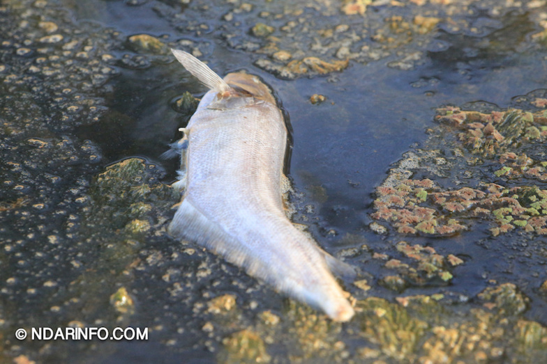 Massacre de l'écosystème du LAMPSAR : l’OLAC devant ses responsabilités ... Massacre de l'écosystème du LAMPSAR : l’OLAC devant ses responsabilités ...