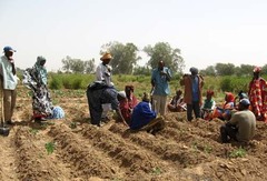 SENEGAL-JAPON-AGRICULTURE:  Vallée du fleuve : la JICA promet 14 unités de transformation du riz