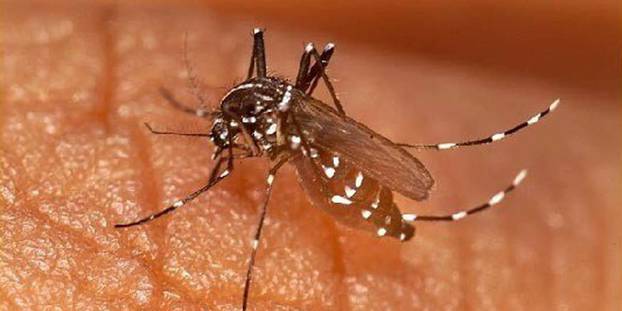 Saint-Louis : les services sanitaires ’’en alerte’’ contre la dengue