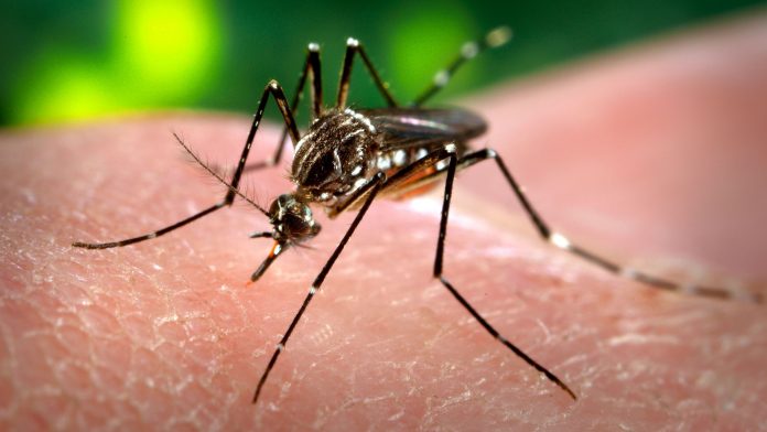 DENGUE : 65 nouveaux cas prélevés dans les districts de Saint-Louis et Richard-Toll