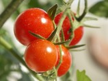 Agroline menace la filière tomate