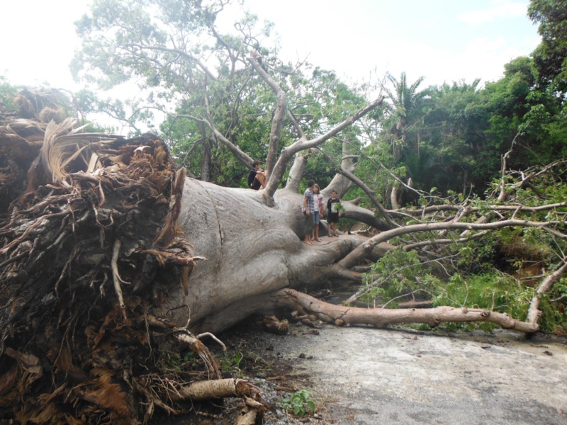 Koungheul : Un homme tué par un baobab Koungheul : Un homme tué par un baobab