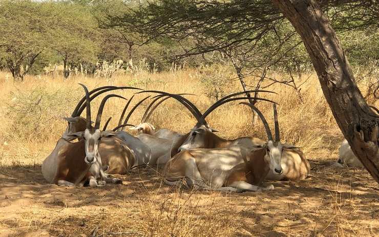 Photo : Les oryx algazelles de la réserve de Guembeul