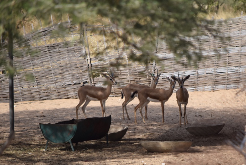 Les gazelles dorcas