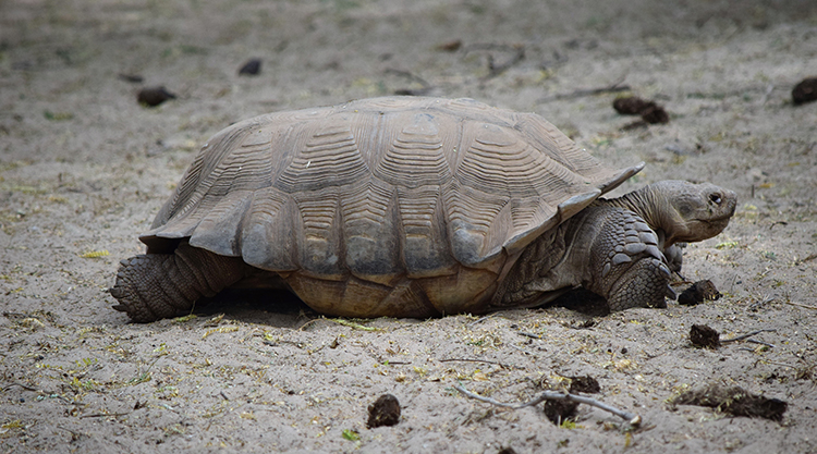 Les tortues géantes terrestres