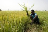 Riz local : un créneau juteux