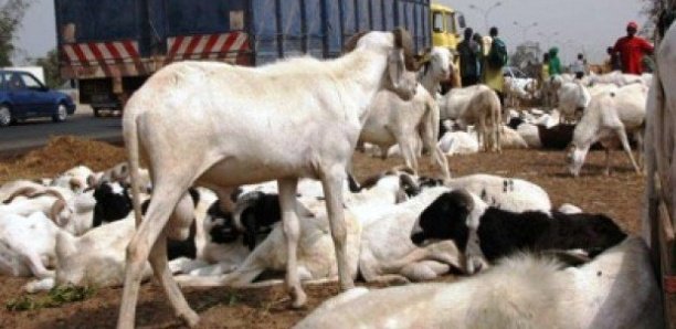 Louga : Vingt bêtes tuées après avoir mangé des produits périmés