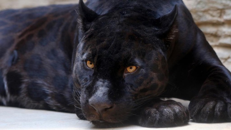 Un léopard noir d'Afrique a été pris en photo, une première depuis un siècle