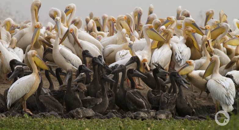 Le Djoudj gravement menacé : des bébés pélicans tués par des braconniers (vidéo) Le Djoudj gravement menacé : des bébés pélicans tués par des braconniers (vidéo)