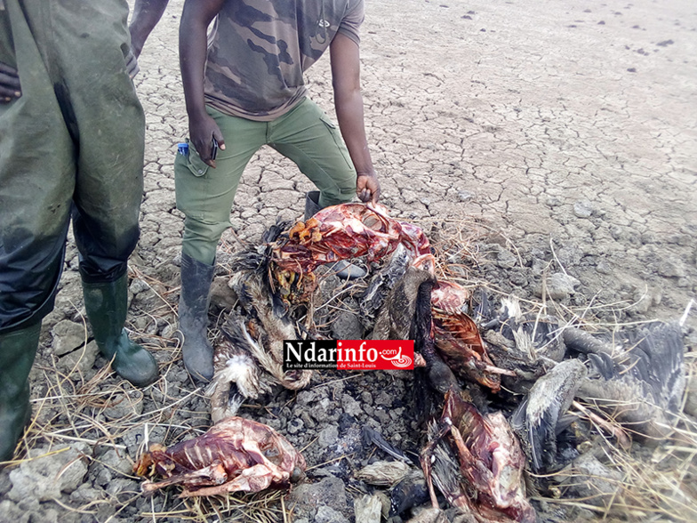 ​Massacre de bébés pélicans au Djoudj : des images effroyables (Photos)