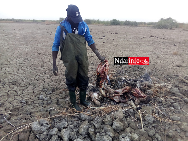 ​Massacre de bébés pélicans au Djoudj : des images effroyables (Photos)