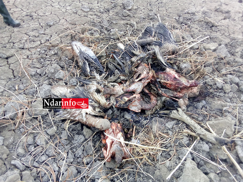 ​Massacre de bébés pélicans au Djoudj : des images effroyables (Photos)