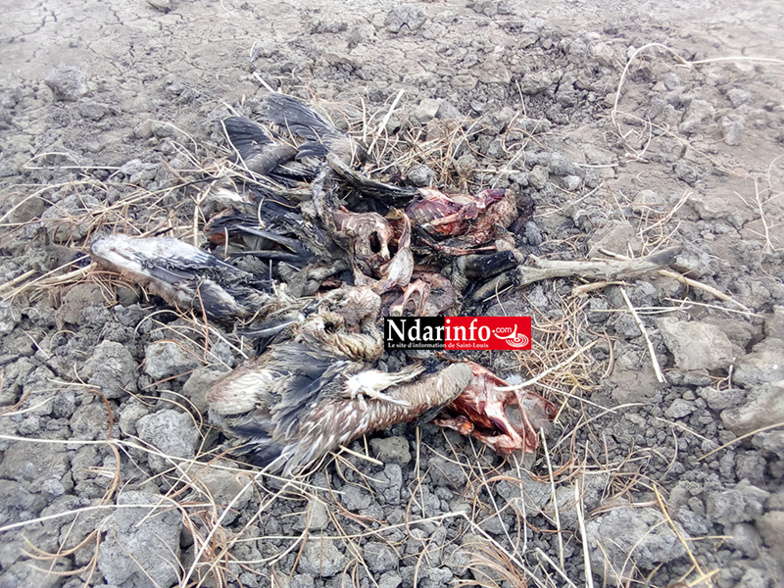 ​Massacre de bébés pélicans au Djoudj : des images effroyables (Photos)