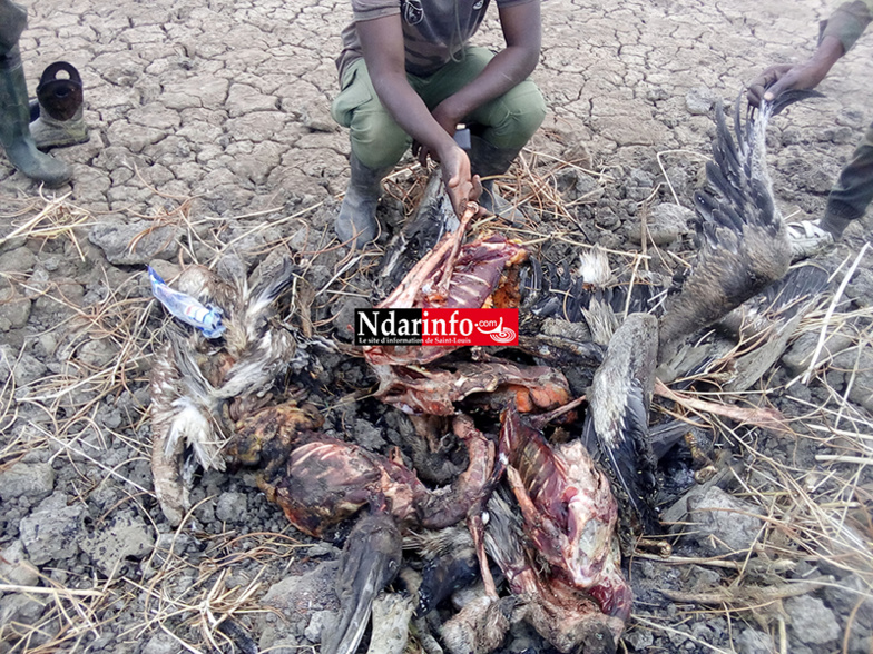 ​Massacre de bébés pélicans au Djoudj : des images effroyables (Photos)