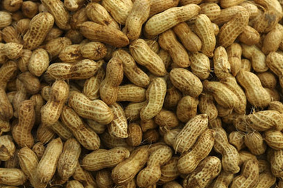 Saint-Louis: Le service départemental de l'agriculture reçoit 55 tonnes de semences d'arachide