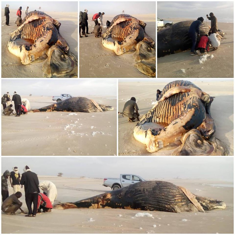 Vives craintes après l’échouage d’une baleine à la frontière sénégalo-mauritanienne