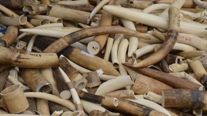 Trafic d’ivoire : Après la Chinoise arrêtée à l'AIBD, le réseau de Soumbédioune tombe Trafic d’ivoire : Après la Chinoise arrêtée à l'AIBD, le réseau de Soumbédioune tombe