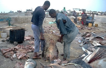Massacre sauvage des requins-marteaux à Saint-Louis, Ornithondar sonne l'alerte
