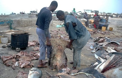 Massacre sauvage des requins-marteaux à Saint-Louis, Ornithondar sonne l'alerte Massacre sauvage des requins-marteaux à Saint-Louis, Ornithondar sonne l'alerte