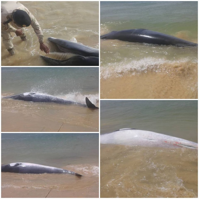 Encore des échouages de cétacés sur les côtes mauritaniennes Encore des échouages de cétacés sur les côtes mauritaniennes