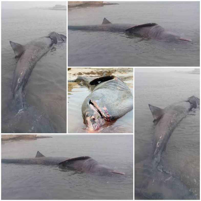 Encore des échouages de cétacés sur les côtes mauritaniennes