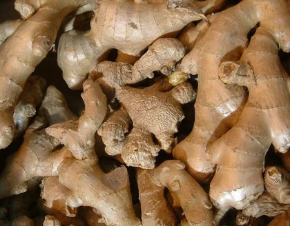 Le jeûne et l’alimentation : le Gingembre, un rhizome aux vertus multiples ! Le jeûne et l’alimentation : le Gingembre, un rhizome aux vertus multiples !