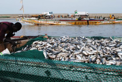 [ Chronique AUDIO-Wolof ]: Basse et le manque de Poissons