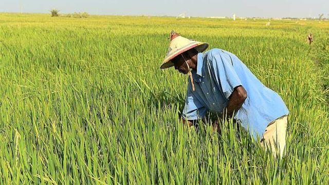 Riziculture : Réduire les engrais azotés augmente les rendements