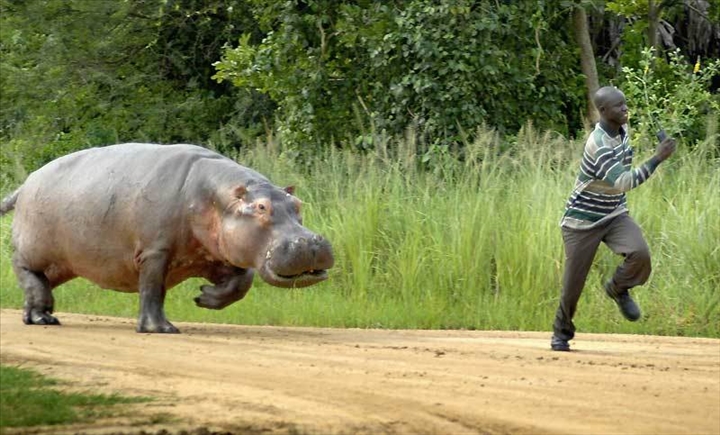Un hippopotame qui semait la terreur abattu par un chasseur